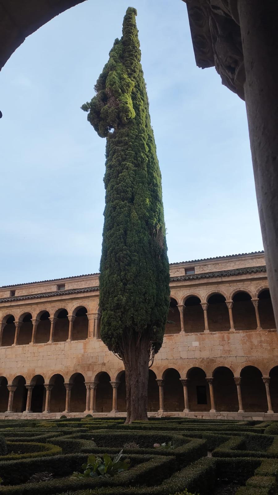 Ciprés centenario en el claustro románico del monasterio de Silos rodeado de arcos