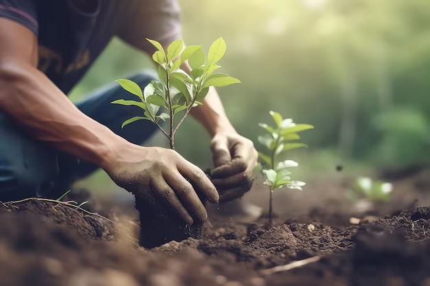 Manos plantando un arbol joven en la tierra, con plantulas creciendo y bosque iluminado al fondo