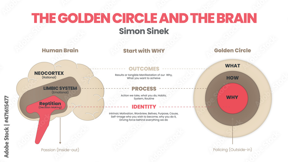 Infografía del Golden Circle de Simon Sinek comparando cerebro humano y círculos What, How y Why